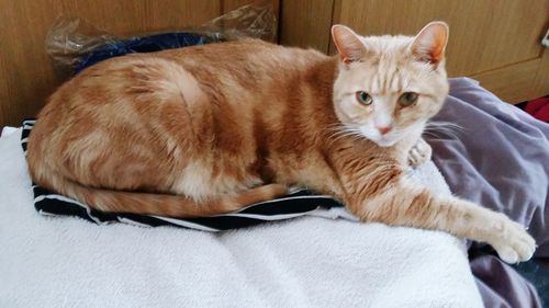 Portrait of cat sitting on bed at home