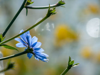 Close-up of purple flowering plant