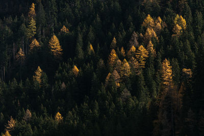 Full frame shot of trees at forest during autumn