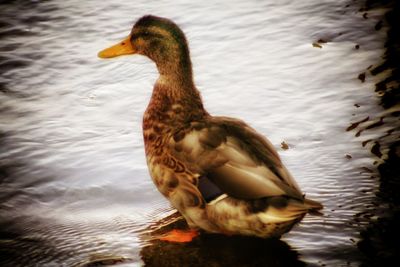 Bird perching on lake