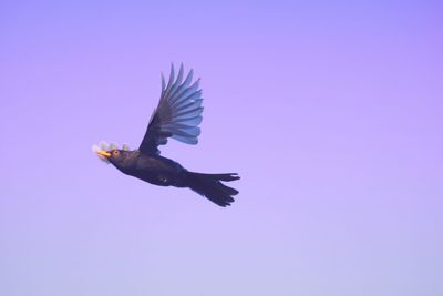 Low angle view of a bird flying