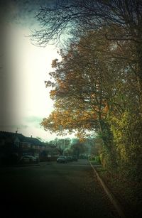 Road along trees