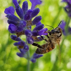 Close-up of bee pollinating on purple flower