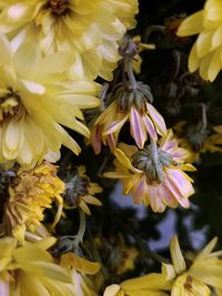 Close-up of yellow flowering plant