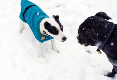 High angle view of dog on snow covered land