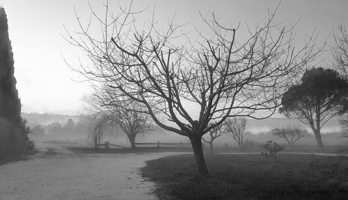 Bare trees on field against sky