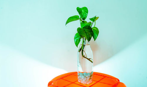A bottle of devil's ivy plant set on a table