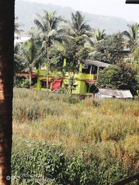 Palm trees and plants on field