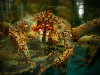 Close-up of big crab