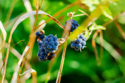 Close-up of grapes growing in vineyard