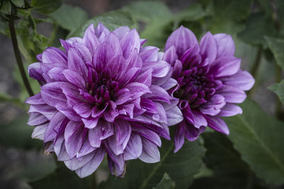 Close-up of purple flowers blooming outdoors