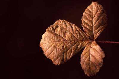 leaf