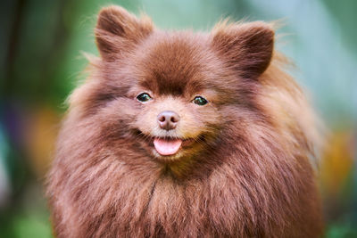 Pomeranian spitz dog in garden, close up face portrait. cute brown pomeranian puppy. spitz pom dog