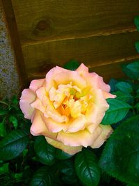 Close-up of pink flower