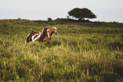 Horses in a field