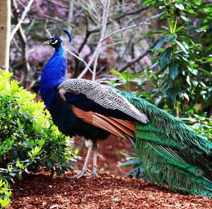 Close-up of peacock