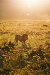 View of a horse on field during sunset