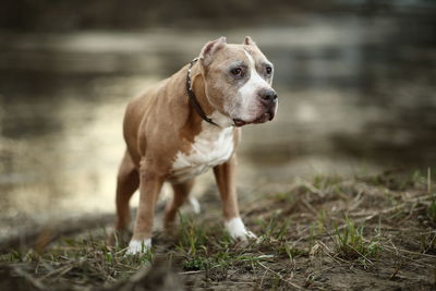 Dog looking away on field