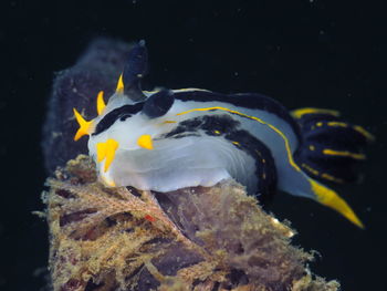 Yello, black translucent underwater slug, nudibranch polycera capensis