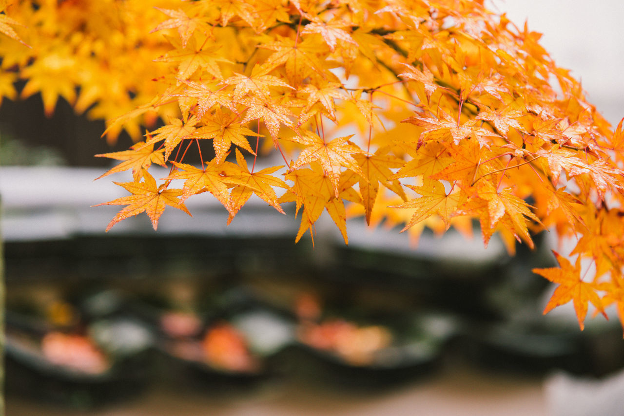 CLOSE-UP OF YELLOW MAPLE LEAVES DURING AUTUMN