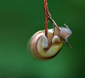 Snail like a pendulum