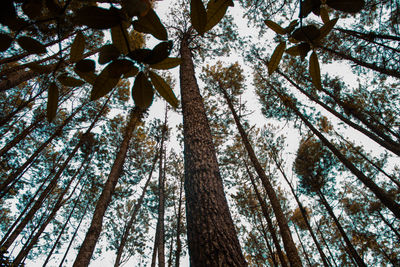 Low angle view of trees in forest