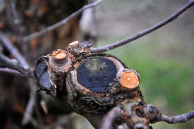 Close-up of dead plant