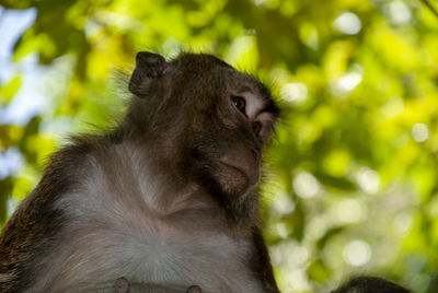 Long-tailed macaques