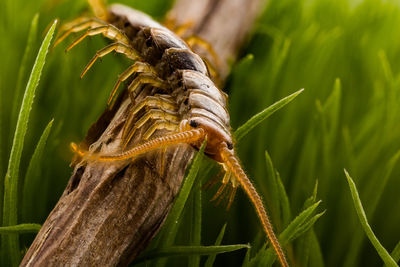 Close-up of caterpillar on plant