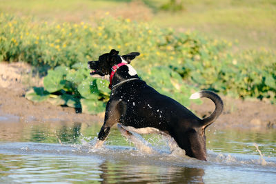 Black dog in a lake