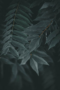 Full frame shot of leaves