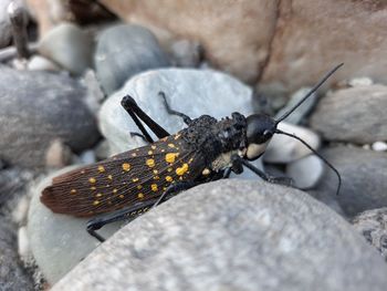 Close-up of insect on rock