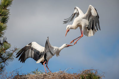 Low angle view of bird flying against sky