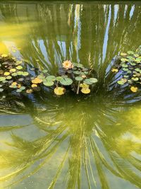 Close-up of lotus water lily in lake