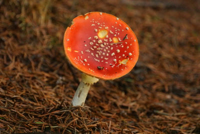 Close-up of fly agaric mushroom on field