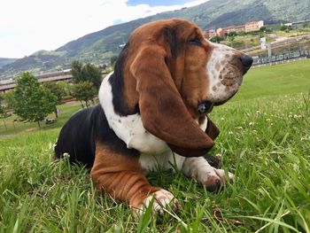 View of a dog on field