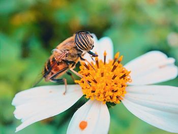 Close-up of butterfly pollinating on flower