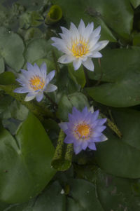 Close-up of lotus water lily in pond