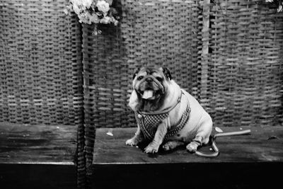 Portrait of dog looking away while sitting on floor