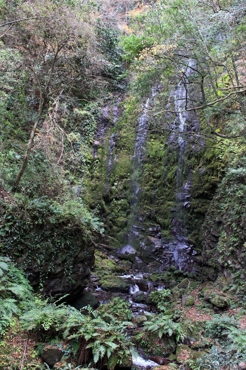 SCENIC VIEW OF FOREST