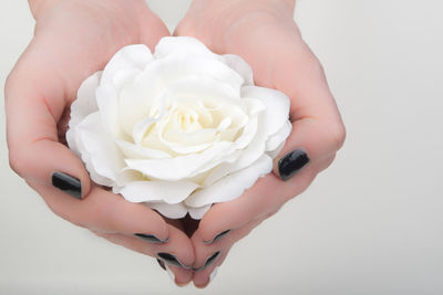 Close-up of hand holding rose over white background