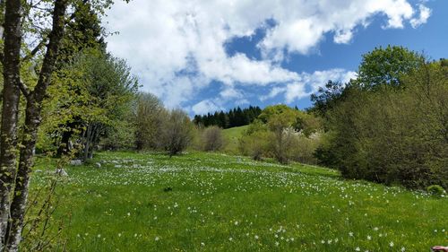 Scenic view of landscape against sky