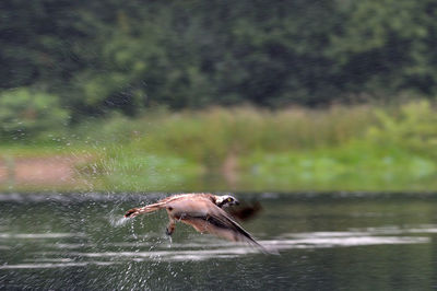 Close-up of insect on water