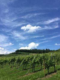 Blue sky and clouds above green vineyard