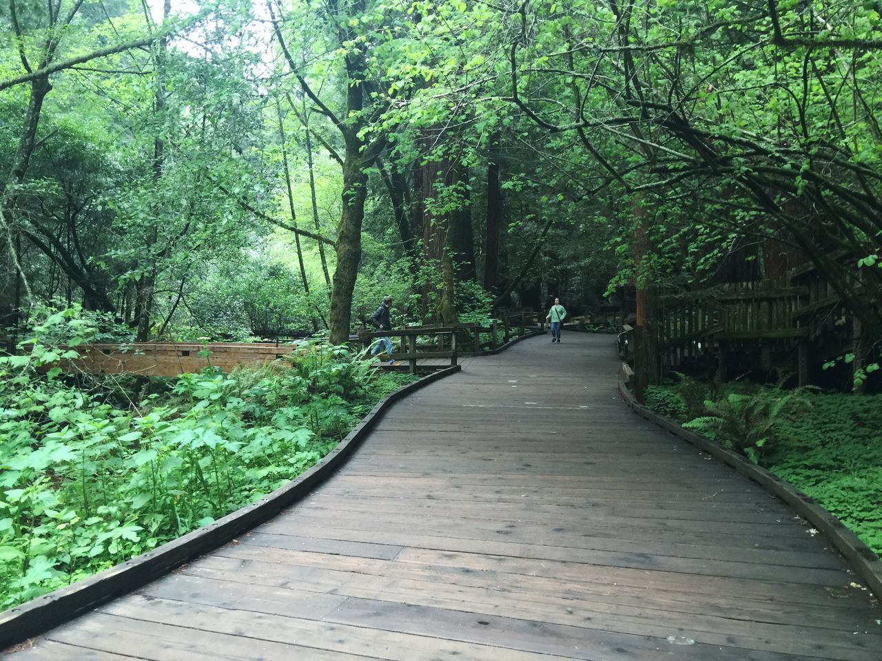 tree, forest, the way forward, tranquility, tranquil scene, growth, woodland, green color, nature, scenics, non-urban scene, tree trunk, wooden, plant, diminishing perspective, boardwalk, day, footbridge, beauty in nature, walkway, surface level, outdoors, wood paneling, green, lush foliage, vacations, narrow, tourism