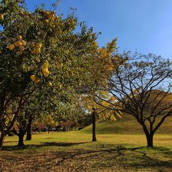 Trees on field against clear sky