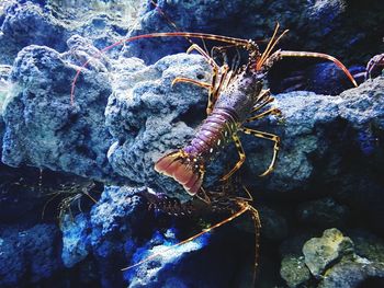 Close-up of crab on rock