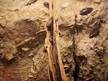 Close-up of insect on tree trunk