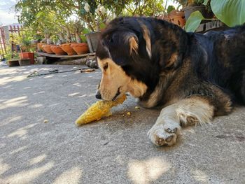 View of a dog resting