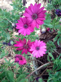 High angle view of pink flowering plants on field